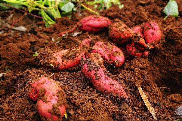 紅薯冷庫(kù)建造要點(diǎn)及100噸紅薯冷庫(kù)建造報(bào)價(jià)！(圖1)